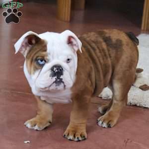 Coach, English Bulldog Puppy